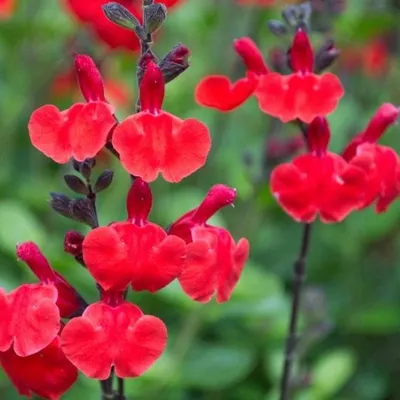 Produktbild von 6 x Salvia micr.  - Salvia microphylla 'Royal Bumble'  | Topf 9cm x 9cm