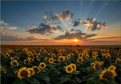 Produktbild von Wallario Fototapete Vliestapete, seidenmatte Oberfläche, einfache Verarbeitung, Größe 300 x 210 cm, Motiv Sonnenblumenwiese vor Wolken mit Sonnenuntergang
