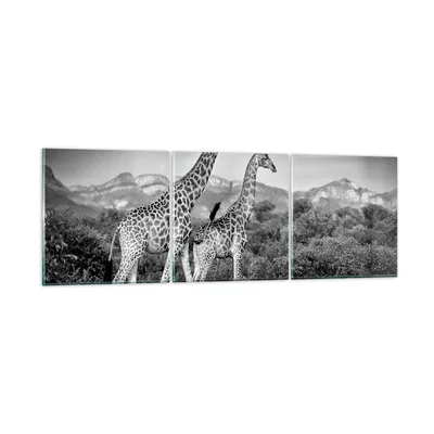 Produktbild von Bilder auf glas - 3 Teile - Giraffen Schwarzweiß Fotografie - 150x50cm - Glasbilder - Wandbilder - Bilder - Wanddekoration aus Glas - Glas Bilder - Wandbild auf Glas - GCA150x50-4441