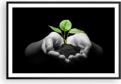 Produktbild von Gerahmtes Poster - Schwarzer Rahmen - Natur Pflanze Wissenschaft Schutz - 91,5x61 cm - Wand Bild - Wanddeko - Wandbilder - Wandposter - Bilderrahmen - Bilder - Kunstdruck - Wandbild - P2BAA91x61-2188
