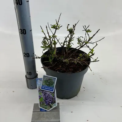 Immagine prodotto di Buddleja dav. Butterfly Candy® Lila Sweetheart - Buddleia | 30-40 cm in vaso