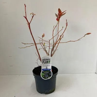 Zdjęcie produktu dla Vaccinium corymbosum 'Jersey' – borówka amerykańska | 30–40 cm w doniczce