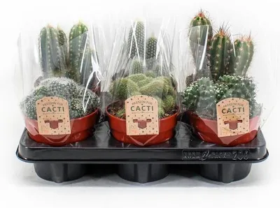 Immagine prodotto di Miscela di cactus | 6 pezzi - 20cm - Ø12cm - Pianta d'appartamento - Multideal - Cactus e piante grasse