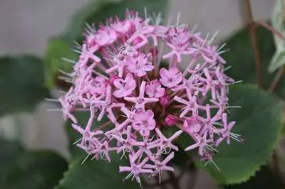 Produktbild von Clerodendrum bungei - Ruhmesblume  60- 80 cm Container