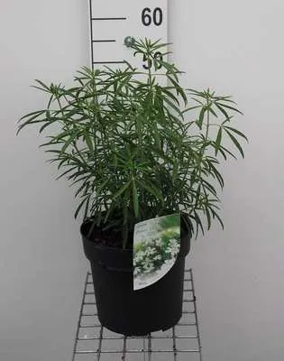 Image de Choisya hybr. 'Aztec Pearl' - Fleur d'oranger 40- 50 cm conteneur