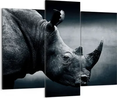 Produktbild von Bild auf Leinwand - Leinwandbild - 3 Teile - Nashorn Schwarzweiß Porträt - 130x100cm - Wand Bild - Wanddeko - Wandbilder - Leinwanddruck - Bilder - Wanddekoration - Leinwand bilder - CB130x100-4347