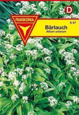 Produktbild von Bärlauch