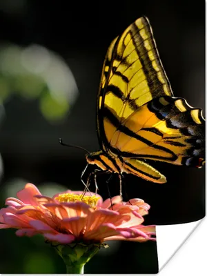Produktbild von MuchoWow® Poster Schmetterling - Botanisch - Blume 90x120 cm - Wohnzimmer