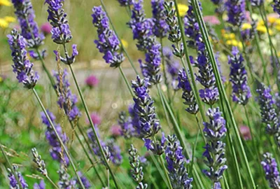 Obrázok produktu pre Lavandula int. 'Grosso' - Provence Lavendel Grosso - Kontajner 1,5 litra
