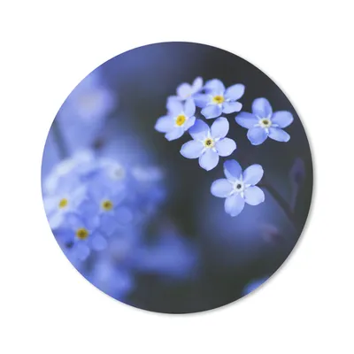Produktbild von MuchoWow® Mauspad Mousepad Nahaufnahme eines Vergissmeinnicht 20x20 cm - Mousepads - Maus Mat - Pad - Mausunterlage - Schreibtischmatte