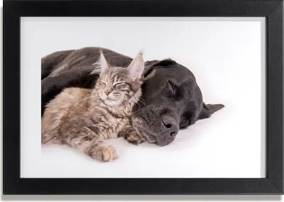 Produktbild von Bild 30x20 MDF-Rahmen, Wandkunst Katzen und Hunde