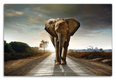 Produktbild von Wallario Frühstücksbrettchen aus Glas 20 x 30 cm mit rutschfesten Füßen, Motiv Elefant bei Sonnenaufgang in Afrika