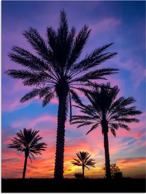 Produktbild von MuchoWow® Poster Palmen und ein Sonnenuntergang 90x120 cm - Wohnzimmer