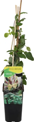 Produktbild von Bloomique - Lonicera periclymenum - Wildes Geißblatt - Gelb - Kletterpflanzen - Gartenpflanzen - Winterhart - Topf 15 cm - 70-80 cm hoch