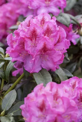 Produktbild von Rhododendron Hybr. 'Constanze', Rhododendron, rosa, 30–40 cm