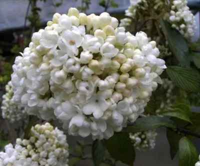 Produktbild von Schneeball Eskimo - Viburnum Eskimo - blütenreich - stark duftend - 30-40cm
