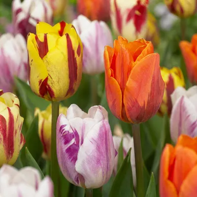 Image de Green boutiQ - Bloembollen - Tulp Flaming Beauty mix - Diversen Kleuren - 15 stuks - Bolmaat 11/12 - XXL Pack
