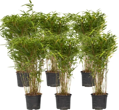 Produktbild von Bambus - 6 Stk - Fargesia nitida 'Gansu' - Höhe 50-70cm - ⌀17cm