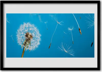 Produktbild von Bild 100x70 MDF-Rahmen Wandkunst Löwenzahn Blumen Natur