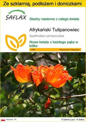 Zdjęcie produktu dla SAFLAX - Zestaw do uprawy - Afrykański Tulipanowiec - 30 Nasiona - Z mini szklarnią, podłożem uprawowym i 2 doniczkami - Spathodea campanulata