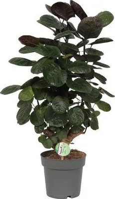 Zdjęcie produktu dla Polyscias Scutellaria Fabian - roslina doniczkowa, srednica 19cm, wysokosc