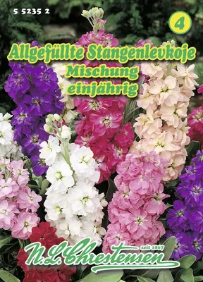 Artikelbild 1 von 'Stangenlevkoje Allgefüllte Mischung' aus der Kategorie Blumensamen