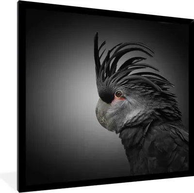 Produktbild von MuchoWow® MuchoWow® Gerahmtes Poster Nahaufnahme Schwarzer Kakadu 30x40 cm - Poster mit zchwarzem Bilderrahmen - Wanddeko - Kunstdrucke