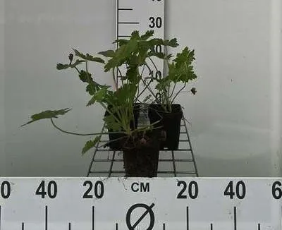 Zdjęcie produktu dla 6 x Geranium macrorrhizum - Cranesbill - doniczka 9 x 9 cm