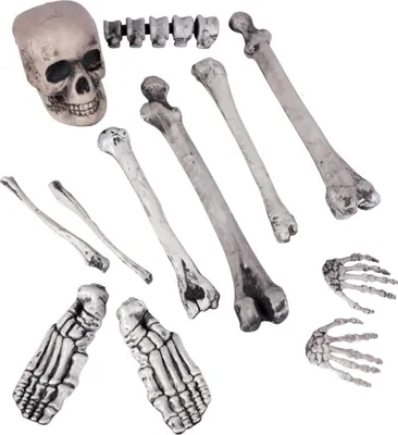 Produktbild von Skelettteile Schädel und 11 Knochen