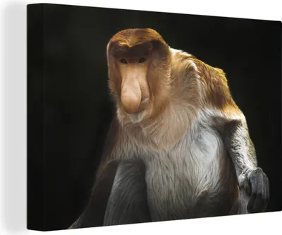 Produktbild von OneMillionCanvasses® - Leinwandbilder - 140x90 cm, Ein Rüsseltieraffe auf schwarzem Hintergrund, Wandbilder Kunstdruck Wanddekoration