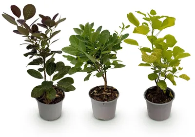 Productafbeelding van Pruikstruik Cotinus coggyria Tricolour voor de Tuin