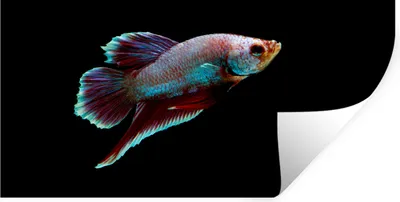 Produktbild von MuchoWow® Wandtattoo Wandsticker Wandaufkleber Fische - Tiere - Licht 40x20 cm Selbstklebend und Repositionierbar - Aufkleber