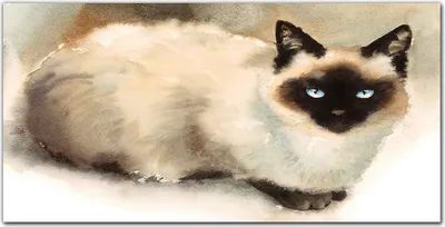 Produktbild von Coloray Bild aus Leinwand 100x50 Leinwand Dekoration - Haustier Katze