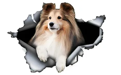Productafbeelding van Auto sticker Shetland Sheepdog 15 cm - Reflecterende 3D honden sticker