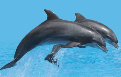 Produktbild von Delfine Kunstdruck Bild - Springendes Delfin-Pärchen (60 x 80 cm)