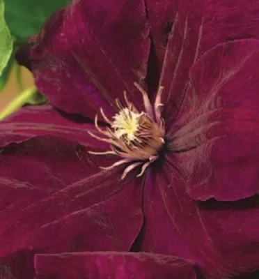 Produktbild von Clematis hybride Rouge Cardinal (60 - 100 cm) - Waldrebe / Klematis