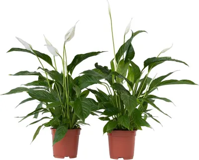 Produktbild von Friedenslilie - Einblatt - 2 Stk - Spathiphyllum 'Lima' - Höhe 60-75cm - ⌀17cm