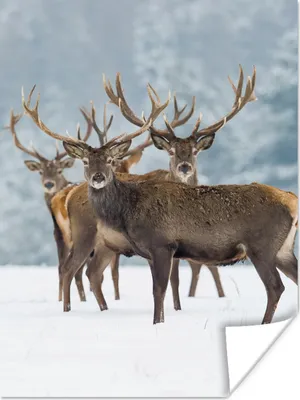 Produktbild von MuchoWow® Poster Hirsche - Tiere - Schnee - Winter - Landschaft - Natur 120x160 cm - Wandbilder