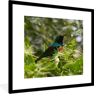 Produktbild von MuchoWow® Gerahmtes Poster Vogel zwischen den Blättern im Dschungel 40x40 cm - Poster mit Schwarzem Bilderrahmen Wandposter Rahmen Foto Bilder - Poster - Plakat im Rahmen
