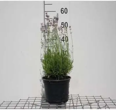 Image de Lavandula ang. 'Rosea' - Lavande - Conteneur 3 litres