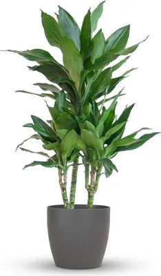 Image de Green boutiQ - Plante d'intérieur - Dracaena Janet Craig - Vert - Peu d'entretien - 1 plante - avec pot gris - Pot 21 cm - Hauteur 90 - 100 cm