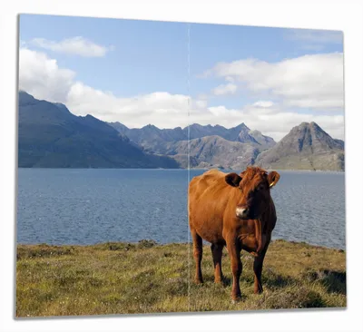 Produktbild von Wallario Herdabdeckplatte aus Glas, Größe 60 x 52 cm 2-teilig, Motiv Kuh in den Bergen
