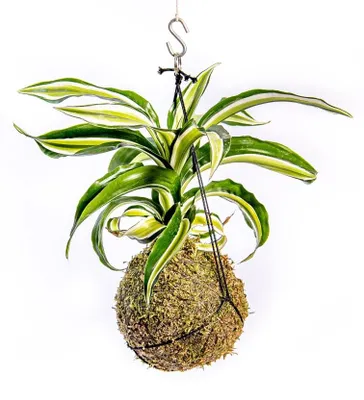 Obrázek produktu pro Gardners Kokedama Dracaena fragrans mix (M)