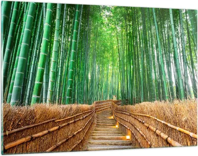 Produktbild von Bilder auf glas - Bambus Pflanze - 120x80cm - Glasbilder - Wandbilder - Kunstdruck - zum Aufhängen bereit - Wanddekoration aus Glas - Glas Bilder - Wandbild auf Glas - Einteilig - GAA120x80-3979