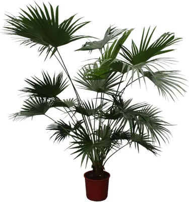 Obrázok produktu pre Čínska palma - Livistona Chinensis - 200cm - ø34cm