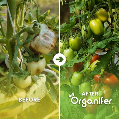 Produktbild von Flüssigdünger Für Tomaten 5x1L – 2-1-8 NPK – Flüssig-Pflanzendünger Für Tomaten – Organifer