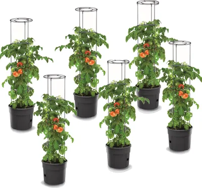Produktbild von 6x Tomatenpflanze aus Kunststoff Set 6 Stk Pflanzkübel 28 L Tomatenzüchter Tomatentopf Übertopf Gemüsen Tomaten Waschen