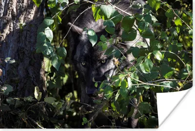 Produktbild von MuchoWow® Poster Wolf versteckt sich im Gebüsch 120x80 cm - Bilder