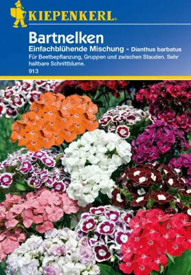 Produktbild von Kiepenkerl Bartnelkensamen Einfachblühende Mischung
