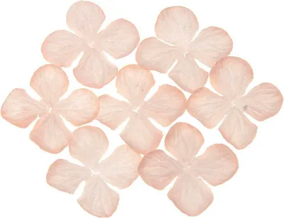 Produktbild von HORTENSIONEN Papierblumen, blasser Pfirsich 50mm - 100 Stück